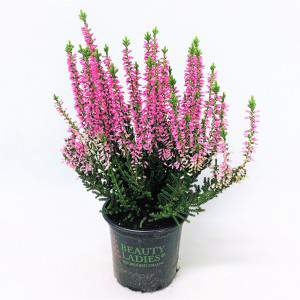 ERICA - CALLUNA BEAUTY LADY różowa