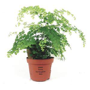 Adiantum Raddianum Capelvenere flowerpot 13cm