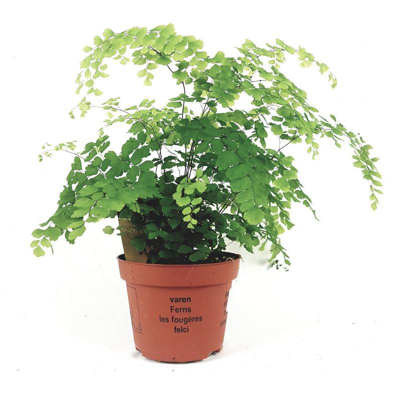 Capelvenere Fern flowerpot 13 cm