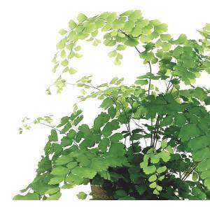 Adiantum Raddianum Maidenhair Vaas 13