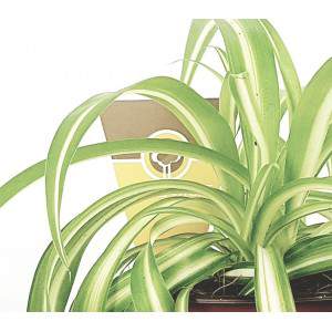 Clorofito variegato vaso 12 cm