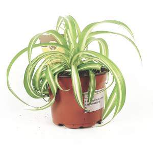 Chlorophytum variegatum vaso 12