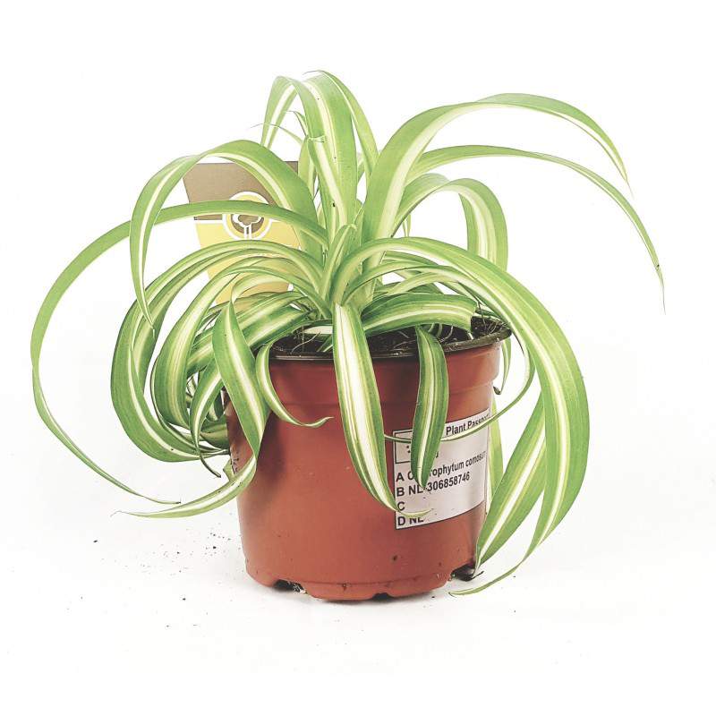 Chlorophytum variegatum vaas 12