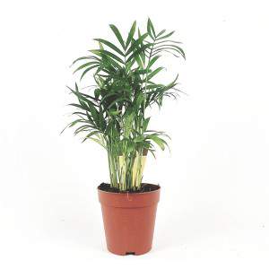 Palm Chamaedorea Elegans vase 9 cm