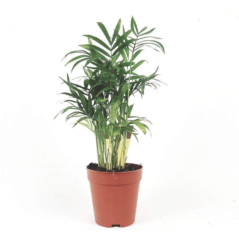 Palma Chamaedorea Elegans vaso 9 cm Palma Chamaedorea Elegans vaso 9 cm