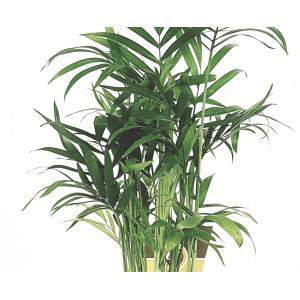Palma Chamaedorea Elegans wazon 9 cm