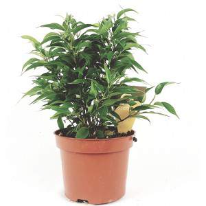 FICUS Benjamin  Natasja flowerpot 12