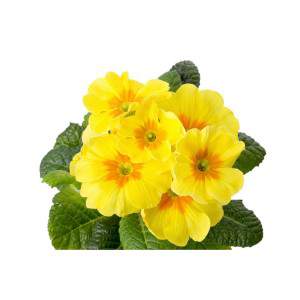 Priumula jaune