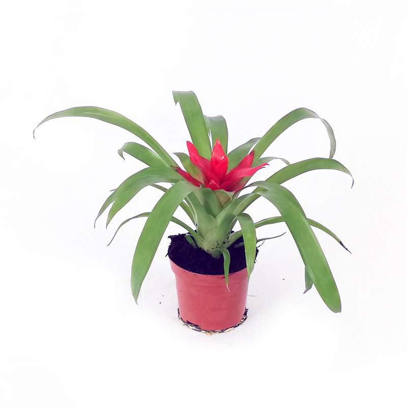 Guzmania vaso 9cm