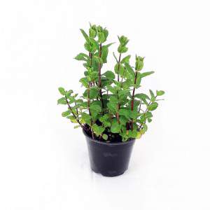 Mint spicata maroccan vaas 14