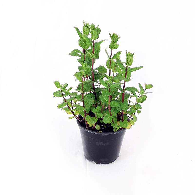 Menta spicata maroccan vaso 14