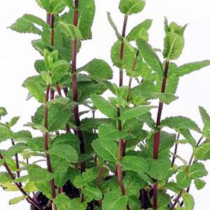 MENTHA SPICATA MOROCCAN flowerpot 14 cm