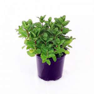 Jarrón Peppermint officinalis 14cm