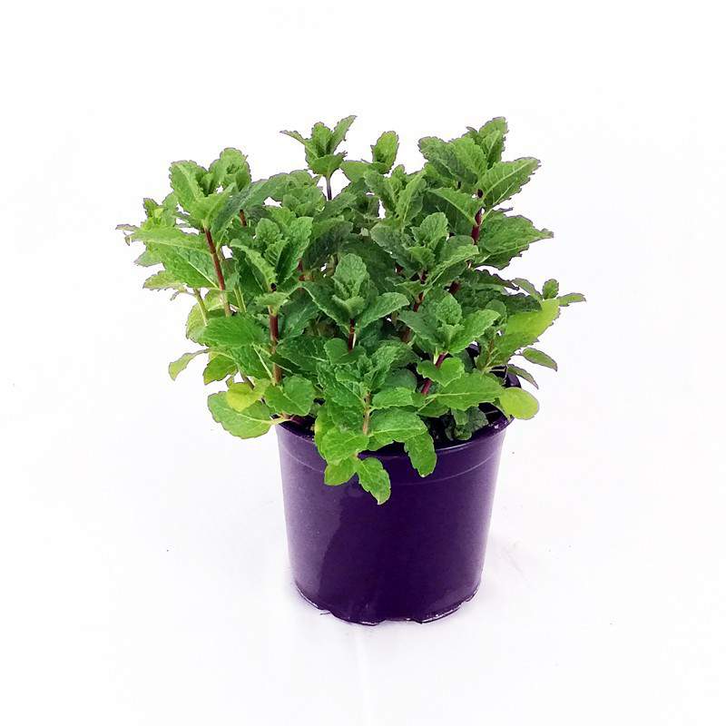 Menta piperita officinalis vaso 14