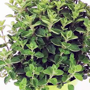 Oregano flowerpot 13 cm