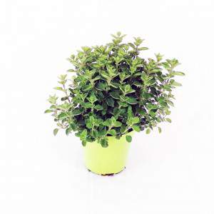 Oregano vaas 13cm