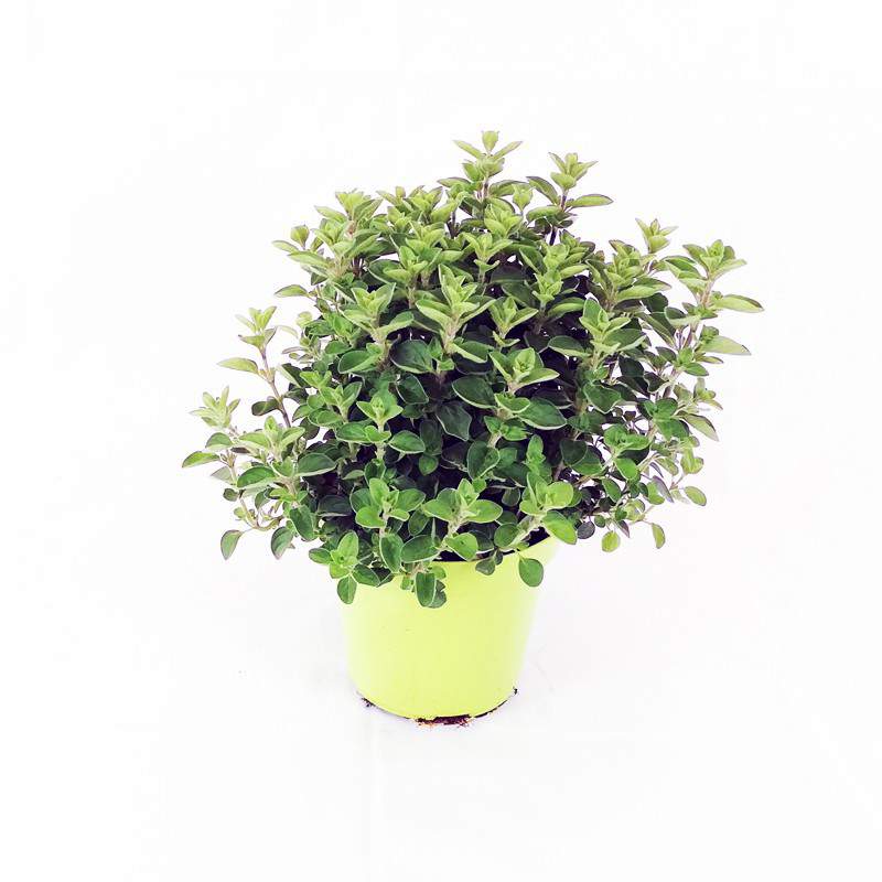 Oregano flowerpot 13 cm Oregano flowerpot 13 cm