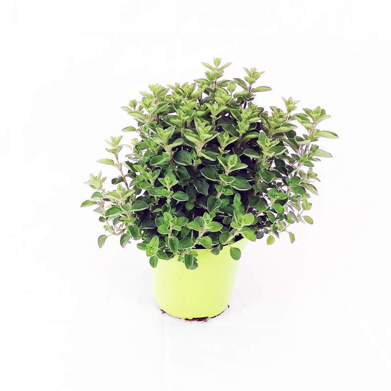 Oregano pot 13