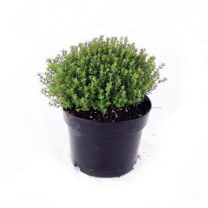 Thyme flowerpot 14 cm