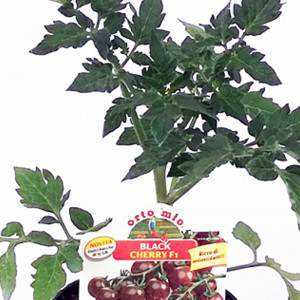 POMODORO  BLACK CHERRY