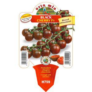 Pomodoro Black Cherry