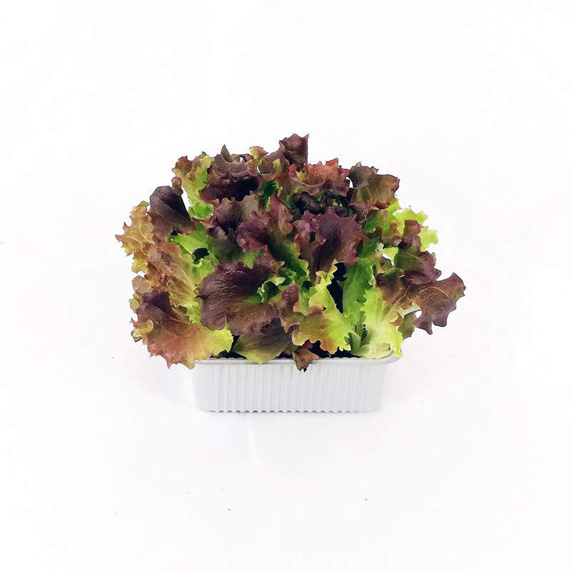Insalatina gentile mix colors Insalatina gentile mix colors