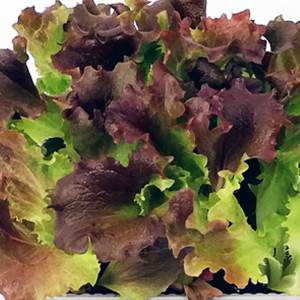 lettuce leaf multicolor