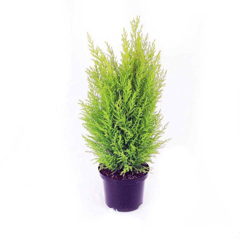 Cipresso verde chiaro vaso 17 Cipresso verde chiaro vaso 17