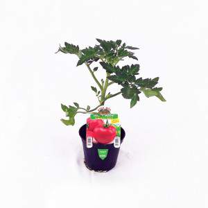 Ronde zoete tomatenplant