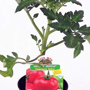 Détail plante tomate douce ronde Honey Moon