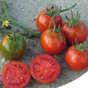 Zoete ronde tomaten collectie