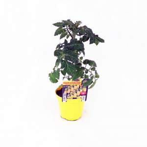 Ivorino Datterino Tomates Ice Pot 14cm