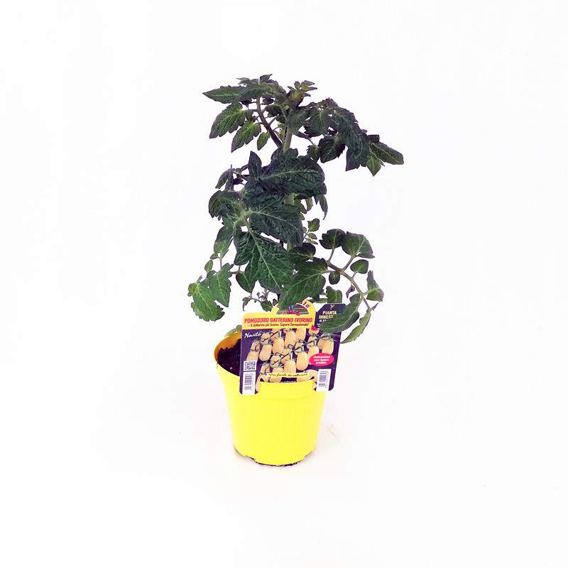 Pomodoro datterino giallo Pomodoro datterino giallo