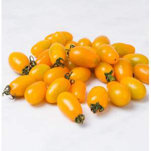 Récolte de tomates cerises jaunes