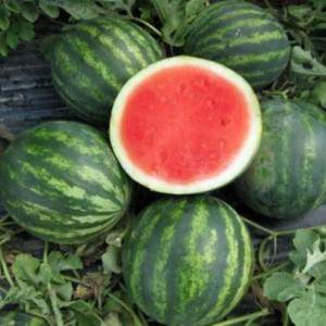 Zoete Karmozijnrode Watermeloen