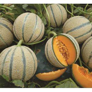 Netted cantaloupe melon harvested