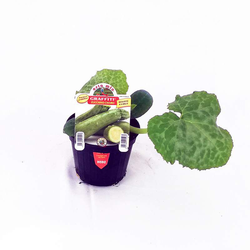 Zucchino chiaro di Faenza vaso 10 Zucchino chiaro di Faenza vaso 10