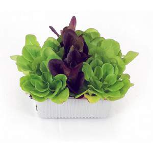 Salanova Salatmischung glatten Blattkorb 20x12cm