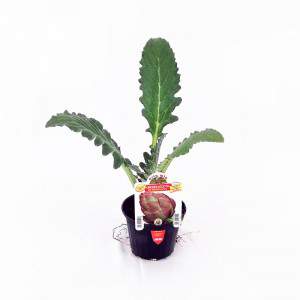 Violet artichoke flowerpot 10 cm