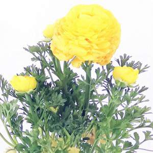 Yellow Buttercup flowerpot 14 cm