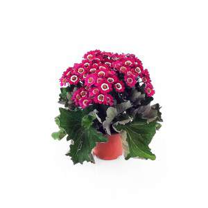 Cineraria Cruenta flowerpot 14 cm