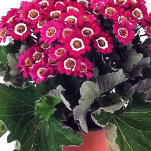 Cineraria Cruenta flowerpot 14 cm