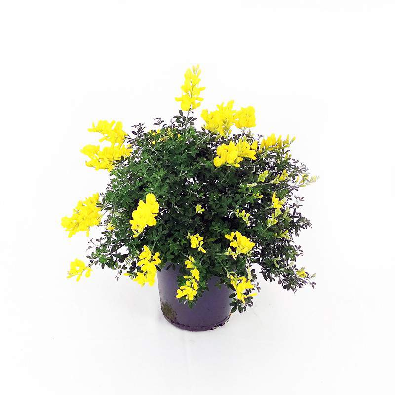 Genista Spachiana flowerpot 12cm