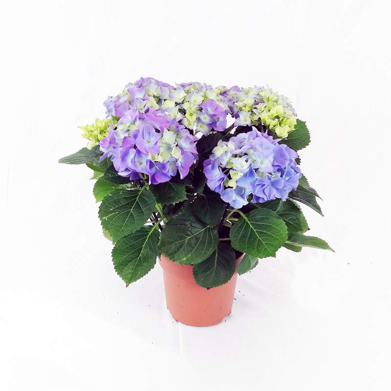 Hydrangea flowerpot 14 cm Hydrangea flowerpot 14 cm