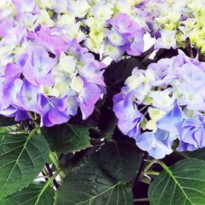 Flor y hojas de hortensia