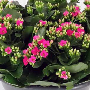 Kalanchoe blossfeldiana flowerpot 23 cm