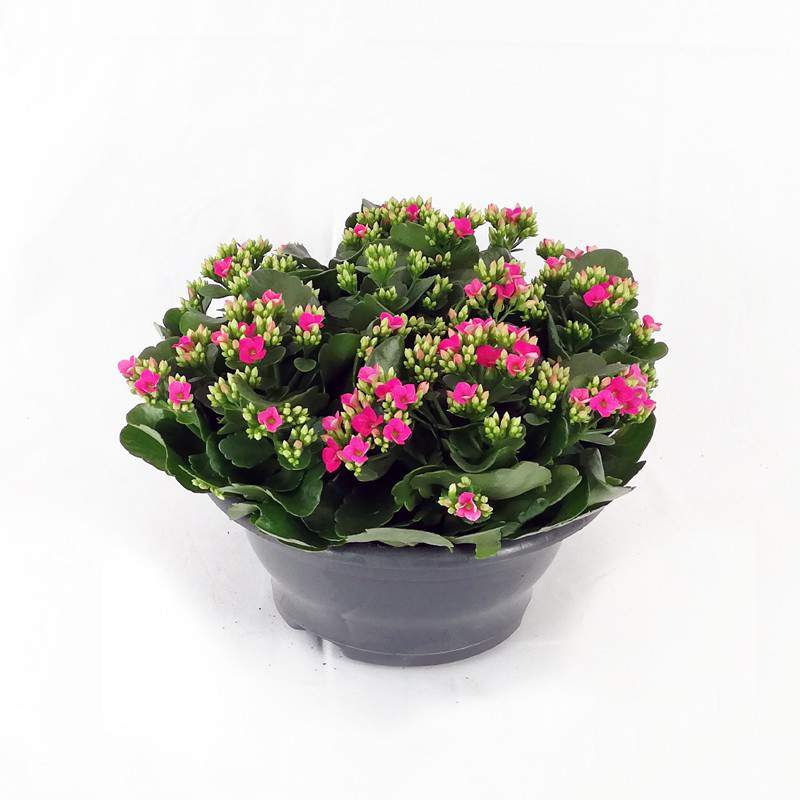 Kalanchoe blossfeldiana flowerpot 23 cm