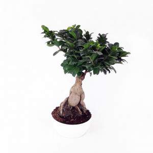 Bonsai Ficus Ginseng keramiek pot 23