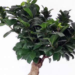 Bonsai Ficus Ginseng pot 23 in keramiek