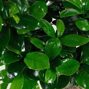 Bonsai Ficus Ginseng bladeren